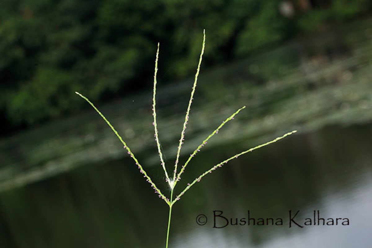 Digitaria ciliaris (Retz.) Koeler